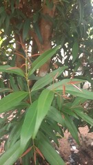 Naklejka premium green leaves on a tree