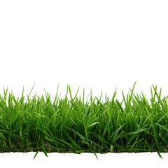 Obraz premium Fresh green grass blanket, vibrant lush blades creating a natural carpet, ideal for outdoor settings or nature-themed designs. Isolated on white background or PNG