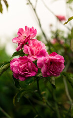 A close-up shot of a radiant red rose illuminated by natural light, bringing out the intricate details of its petals
