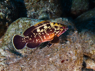 Juvenile dusky grouper from Cyprus