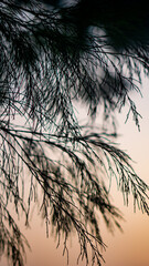 Obraz premium This photograph captures the intricate silhouette of thin tree branches against a soft, fading sky at dusk