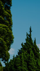 A breathtaking view of lush evergreen trees standing tall against a serene blue sky
