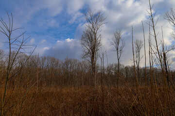 Fototapeta premium The photo shows a winter landscape with bare trees and dry reeds in the foreground. In the background, a forest with tall trees, also devoid of leaves, is visible.