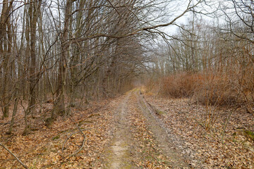 Obraz premium The photo shows a forest road leading into the depths of the forest. The road is covered with fallen leaves, and on both sides of it grow trees with bare branches. The sky is cloudy, creating a gloomy