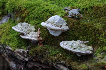 The photo shows four mushrooms growing on a moss-covered surface. The mushrooms are whitish in...