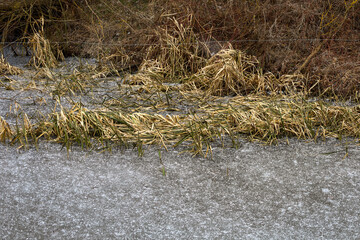 The photograph depicts a coastal landscape with reeds and a frozen lake. The reeds are partially submerged in the ice, creating a textural contrast between the dry leaves and the smooth ice surface.