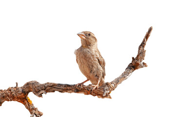 isolated on transparent white background, on branch, small, songbird, cute bird, Rock Sparrow, Petronia petronia
