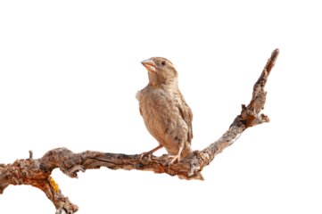 isolated on transparent white background, on branch, small, songbird, cute bird, Rock Sparrow, Petronia petronia