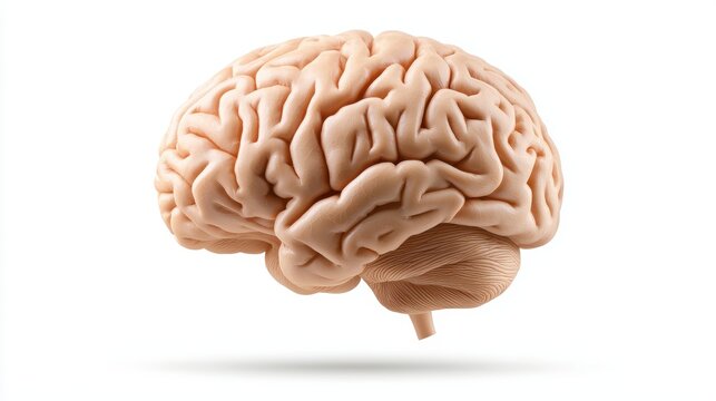 Isolated human brain on white background, detailed anatomical model for neurological study and medical illustration