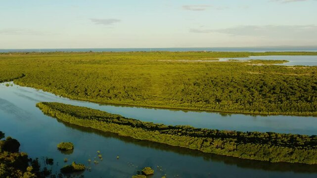 Mangrove forest in Olango Island. Wildlife Sanctuary with sunset. Lapu-Lapu, Philippines.