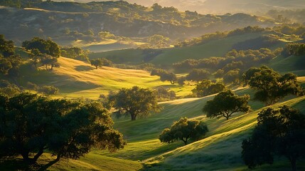 Rolling hills and grassy fields, enveloped in the warm embrace of golden sunlight