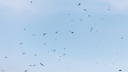 A flock of birds flying in the sky