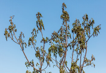 Leaves on walnut tree after frost against blue sky.