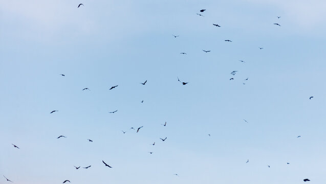 Ravens Flying In A Flock