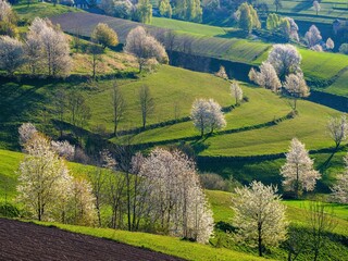 Green spring rural hills landscape, terrace fields, flowering trees, organic farming. Rural countryside in Polana region. Fields and meadows with spring trees in Hrinova at sunrise.Hrinova, Detva © Ivan