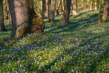 Blooming spring forest with old oak trees. Blooming and juicy Vinca minor under the trees, natural...