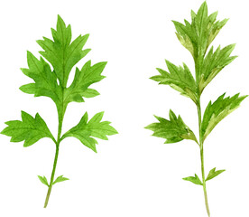 ヨモギの水彩イラスト