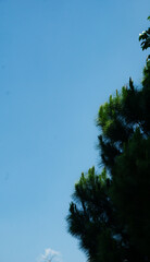 A stunning image of lush green pine trees reaching towards a vast blue sky