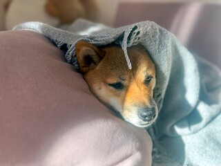 Pensive Shiba Inu with a sorrowful expression, head nestled under a blanket. The mood is reflective and contemplative. High quality close-up photo. copy space available.