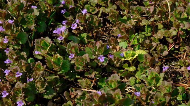 Macro view of Creeping Charlie, glechoma hederacea, ground ivy. Called catsfoot, field balm, alehoof, tunhoof, field balm.  Bee collecting nectar. Lasioglossum,  Anthophora, hymenopteran insect