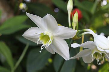 White flower on an Amazon lily (Eucharis) plant in a garden