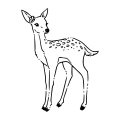 sketch of a deer