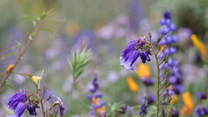 Close up view of blue bell flowers under rain at Diamond valley lake in California