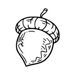 oak seed vector drawing