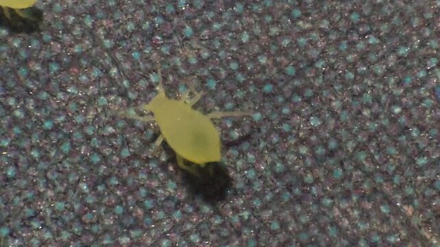 photo of aphids insects moving under the microscope