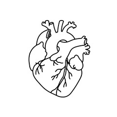 Anatomical Heart: An intricately detailed outline of the human heart, depicting its essential features. This image is perfect for medical, educational, and artistic projects, representing life.