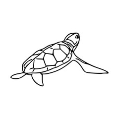 baby turtle vector illustration