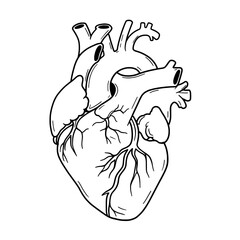 Anatomical Heart: A detailed, monochrome line drawing of the human heart, rendered with precision to showcase the complex structure of this vital organ.