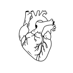 Anatomical Illustration of the Heart: A detailed, graphic representation of a human heart, rendered in clean lines, emphasizing the organ's intricate structure and anatomical features.