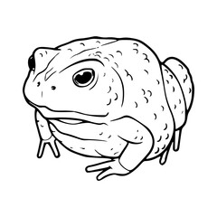 outline drawing of a toad for coloring pages