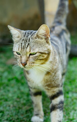 Obraz premium A curious gray tabby cat with black stripes gazes into the distance, standing in an outdoor environment