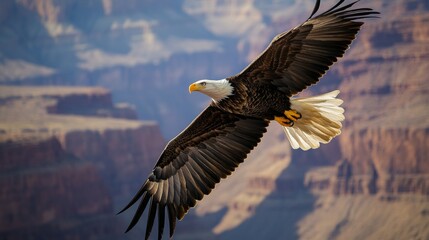 Fototapeta premium Eagle Soaring Above Grand Canyon