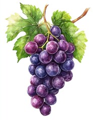 Fototapeta premium Watercolor painting of a bunch of ripe dark purple grapes with green leaves on a vine.