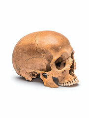 Naklejka premium Human Skull, Anatomical Study, Isolated White Background. Possible Educational Resource
