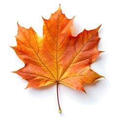 Obraz premium maple leaf isolated on white