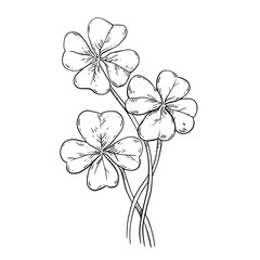 Hand drawn stalks of clover. St. Patrick's Day symbol of luck. Shamrock  Irish folklore
