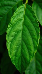 Fototapeta premium Close-up detail of a laurel leaf with veins and texture, botanical, texture, leaf