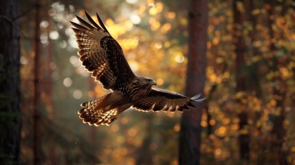 Obraz premium Portrait of a buzzard flying with spread wings between trees in the forest. AI generated