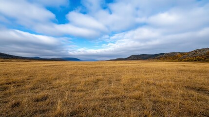 Vast Golden Meadow Under Dramatic Cloudy Sky in Scenic Landscape