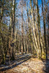 sentier en hiver dans la forêt