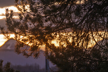 lever du soleil à travers le branchage du pin en hiver