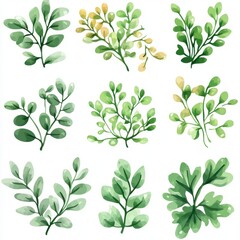 Naklejka premium Variety of Green Leafy Plants in Watercolor Style Illustration