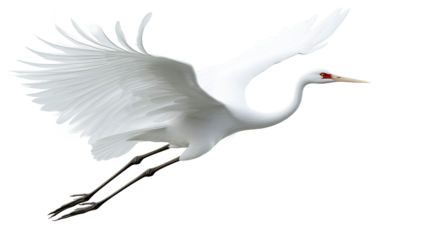 A majestic whooping crane in graceful flight, soaring through the air with powerful wings, against a bright, clean background.
