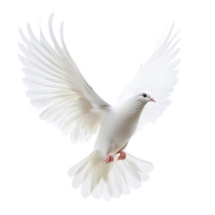 A white dove flying in the air, isolated against a transparent background.