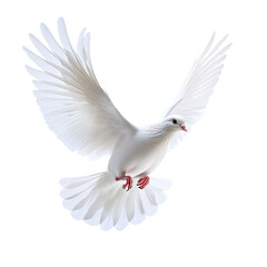 A white dove flying in the air, isolated against a transparent background.
