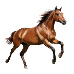 Obraz premium Beautiful horse running on a transparent background,